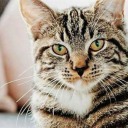 spookytreedeer avatar