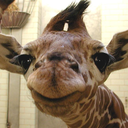 spookywheatbread avatar