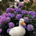 spoonerismsims avatar