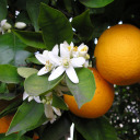 spoonful-of-citrus-flowers avatar