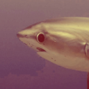 spoonfuloflizards avatar