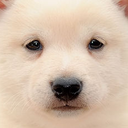spoonfulofshiba avatar