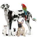 spooniepets avatar