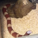 spoopyspoopsquad avatar