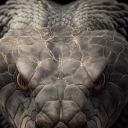 sporadicgentlemencrown avatar