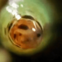 sporesandstuff avatar