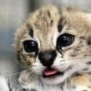 sporticus1234 avatar