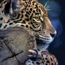 spots-of-gold avatar