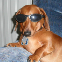 spottable-mouse avatar