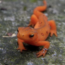 spotted-salamander avatar