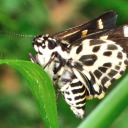 spottedsedgeskipper avatar