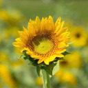 spread-positivity-everywhere avatar