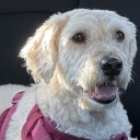 spread-your-wings-love avatar