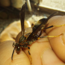 spreadwardiard avatar