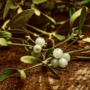 sprig-of-mistletoe avatar