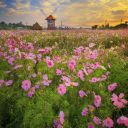 spring-breeze avatar