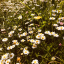 spring-flowerrs avatar