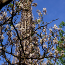 spring-in-paris avatar