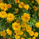 spring-peonies avatar