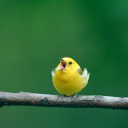 spring-screaming avatar