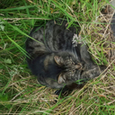 spring-serenade avatar