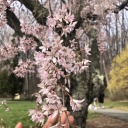 spring-smells-so-sweet avatar