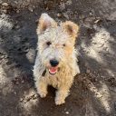 springbroughtme avatar