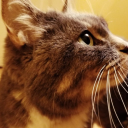 springloadedcat avatar