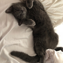 springspirits avatar