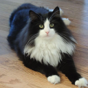 springspirits0 avatar