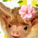 springstormsbats avatar