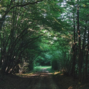 springsunsine avatar