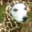 sprinkledoughnut avatar