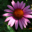 sprinkles4dessert avatar