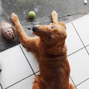 sprinklingthesea avatar