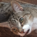 spritelys-human avatar