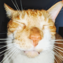 sproingusblogging avatar