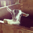 sproutcreekfarm-blog avatar
