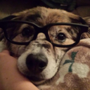 spruce---goose avatar