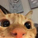 spruceygoose810 avatar