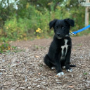 sputniktheborderaussie avatar