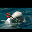 squareheartttt avatar