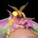 squaremuffins avatar