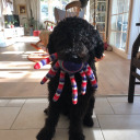 squarerootfourisstrawberries avatar