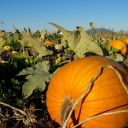 squash-wizard avatar