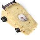 squeak-squeak-vroooommm avatar