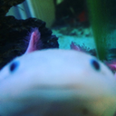 squeaklydigest avatar