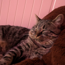 squeegeesprout avatar