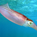 squid-detector avatar