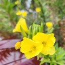 squid-of-anger avatar